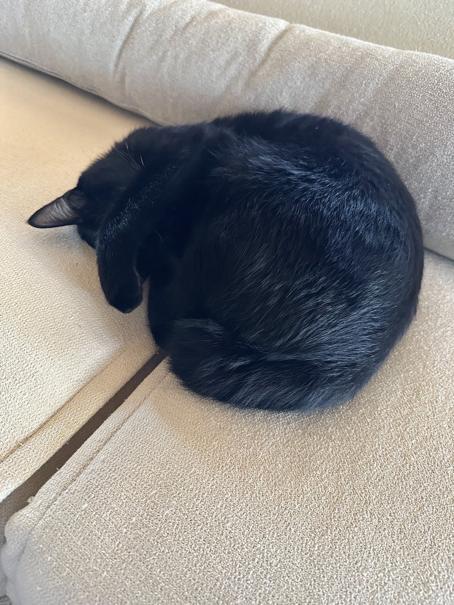 kamechan7407's tweet photo. ワクチン翌日は元気が無くなりがちなので、今日はずっと丸くなってた小判ちゃん🐈⬛
明日からはまた元気に一緒に遊ぼな🐢 https://t.co/DrxgEErajd