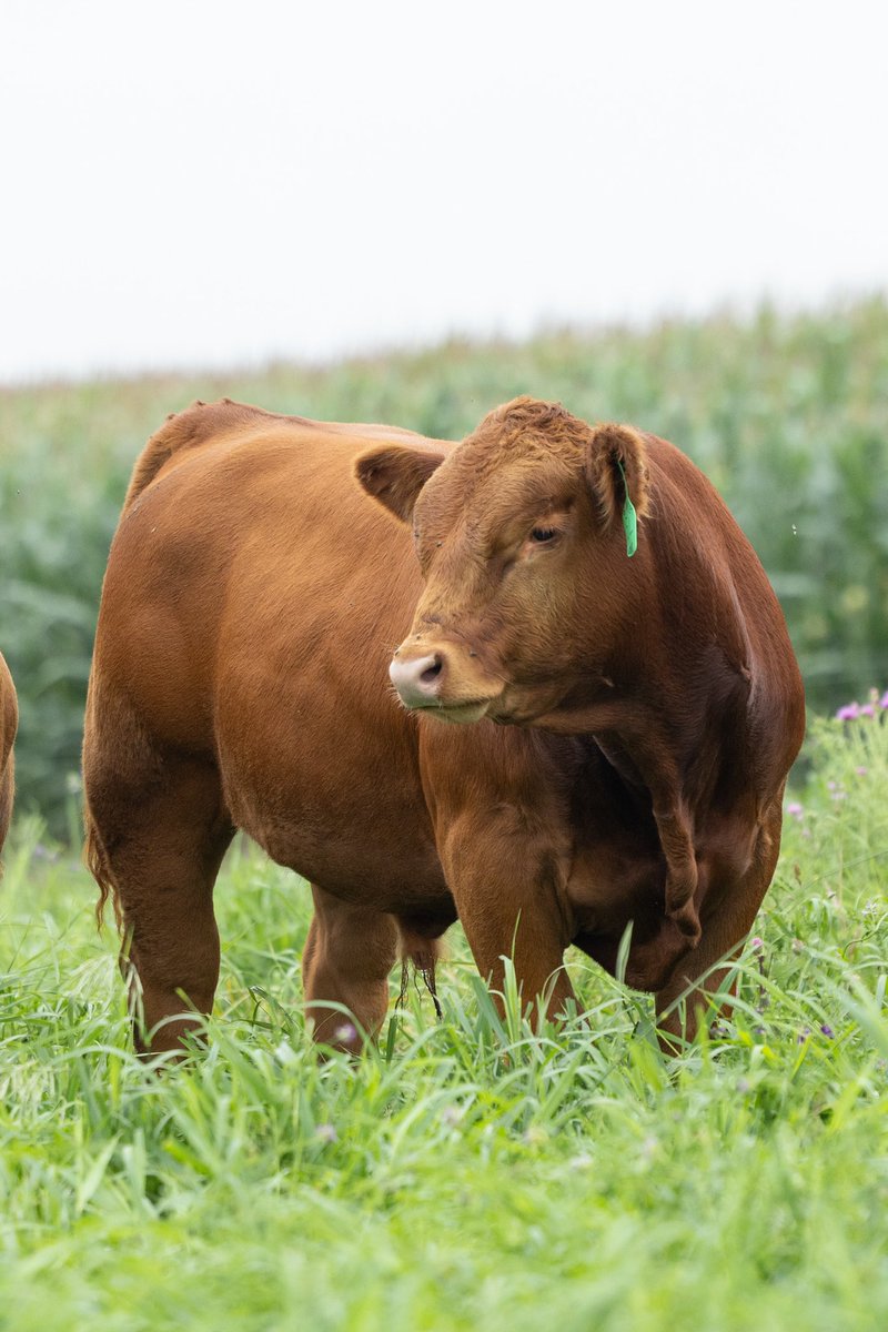 Justin Burgess tweet media