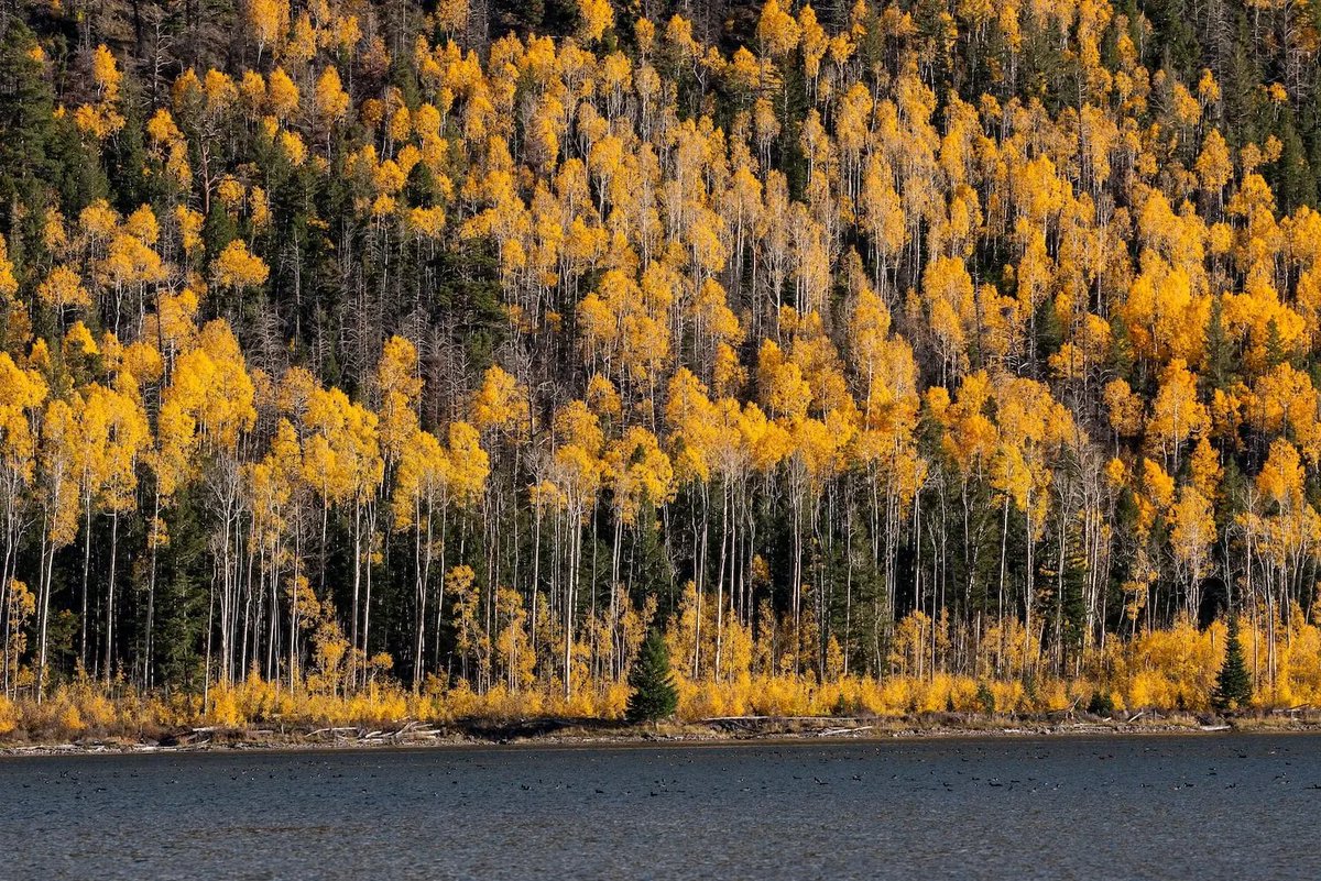 thesciquest's tweet photo. The world's oldest known living organism isn't a giant tortoise or ancient tree – it's a massive clonal colony of quaking aspen trees called 'Pando' in Utah, USA! 

Estimated to be around 80,000 years old, it's a symbol of nature's incredible endurance and interconnectedness. https://t.co/FYiHKQCtdZ