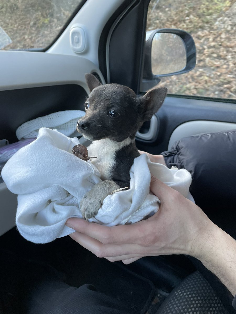 Carmen Kass tweet media