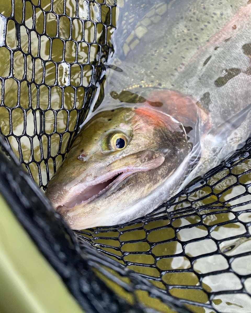 PerfectHatch's tweet image. Who’s hitting the water today? 

#perfecthatch #flyfishing #flyfishinglife #steelhead #outdoorlife #getoutdoors #outdoors #flyfishingnation #flyfish365