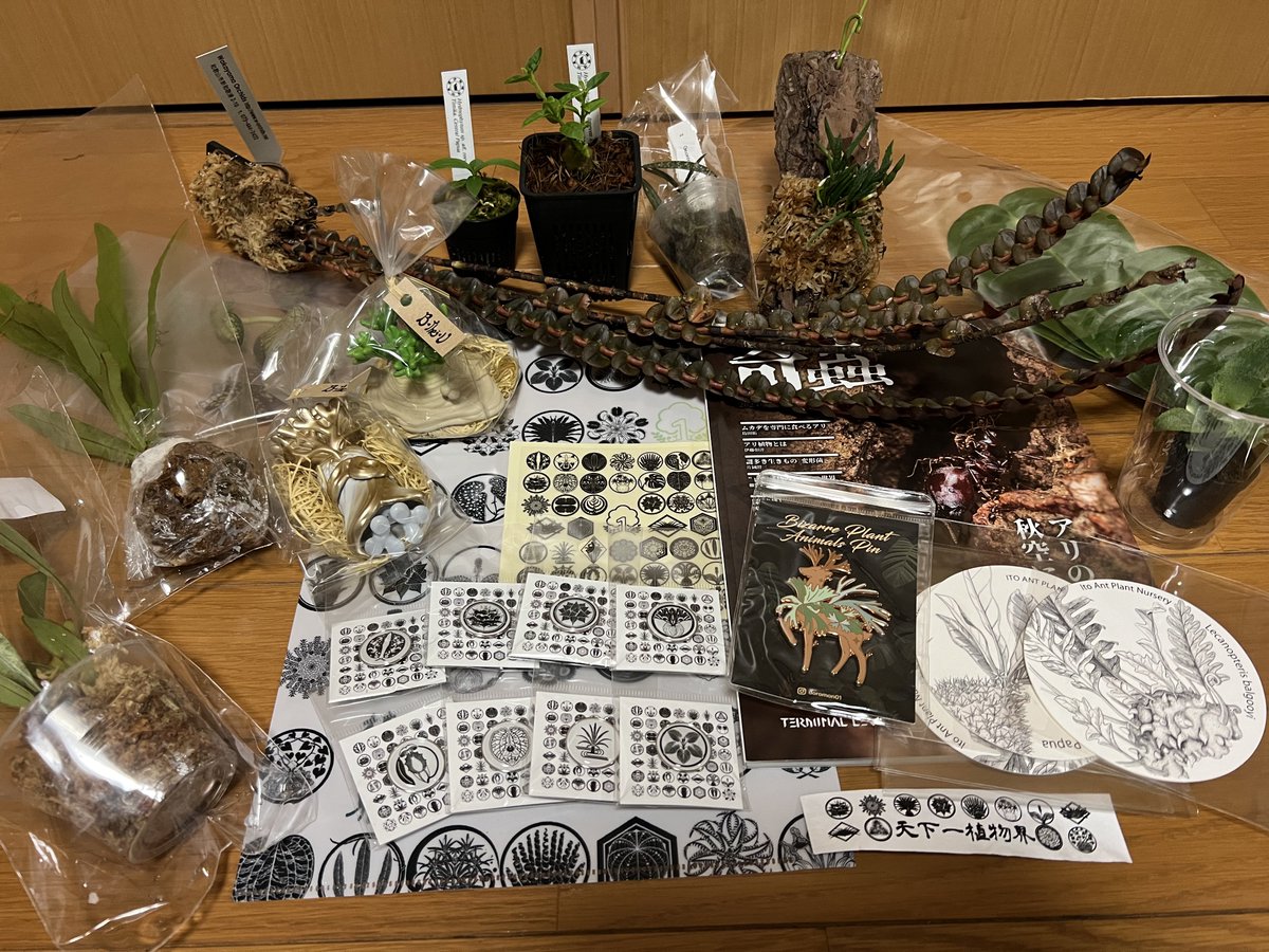 rawirawifern's tweet photo. #天下一植物界2023 初日お疲れ様でした！
久しぶりに植欲満たされた気がする…
明日ものんびり参加予定です https://t.co/7zKgPjde6j