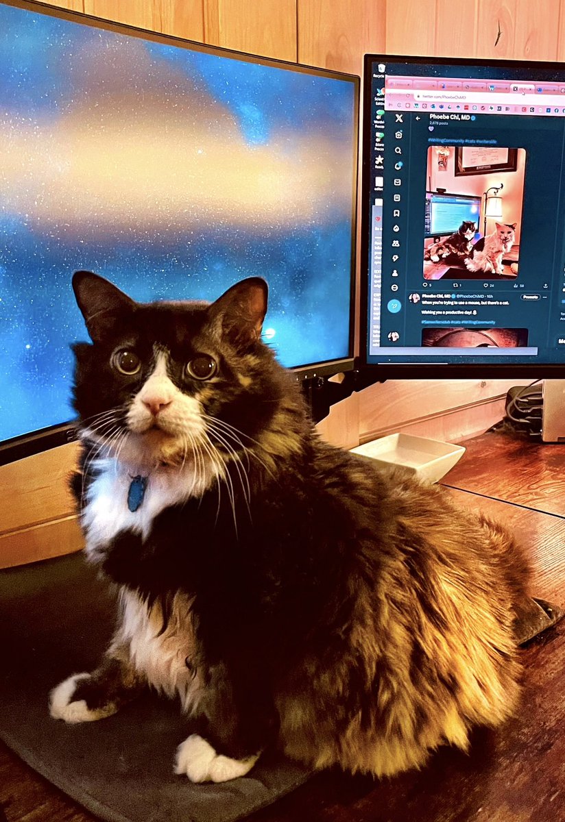 For this week’s #Caturday, here is Samantha posing in front of her own photo of her posing in the same spot. Talk about Catception! 🙀🙃

Wishing you the most beautiful weekend! 🌷

#authorscommunity #5amwritersclub #Inception