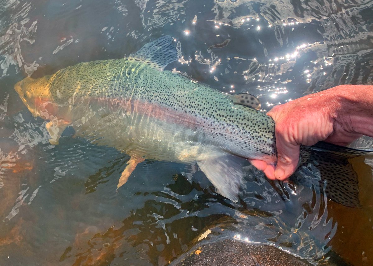 Omnispoolswitch's tweet photo. Dog still LOVES fishing. Caught some beauts this time at Thrift. Switched to a  Rio Aqualux Intermediate line. Just the thing in the murky water a pleasure to fish with - highly recommended . 
#omnispool 
#flyfish 
#trout #rainbowtrout
#stillwatertrout 
#floattube
#rioproducts https://t.co/ygZUmvtRIZ