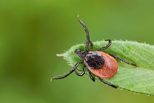 The first travel-related death from a rare tick-borne virus has been recorded in Maryland after an individual contracted it in Canada. #PowassanVirus #TickBorneDisease #ProtectYourselfFromTicks

cnn.com/2023/10/09/us/…