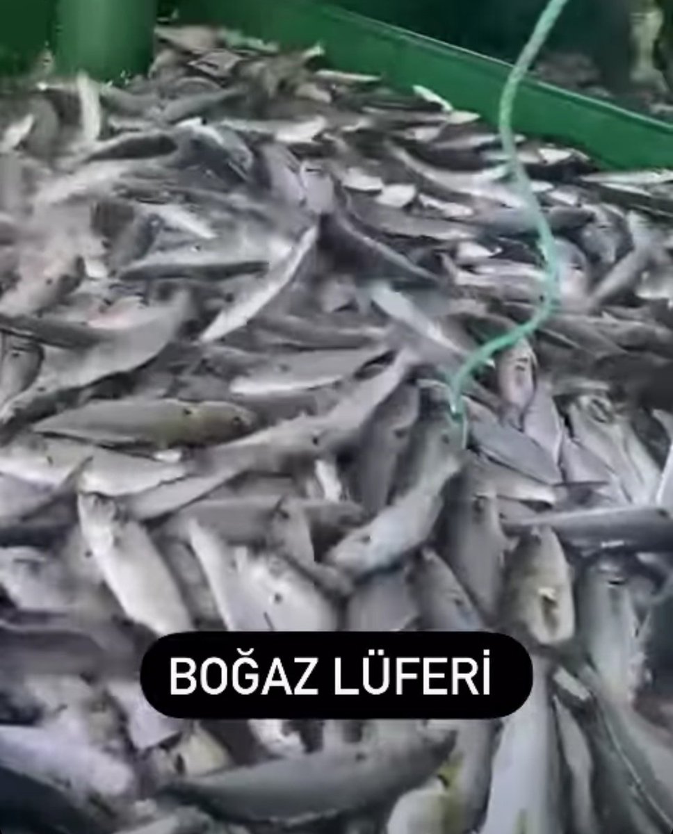 BogazKc's tweet image. An itibariyle, boğazda endüstriyel balık avlama gemileri göç eden lüferleri sıkıştırmış durumda.