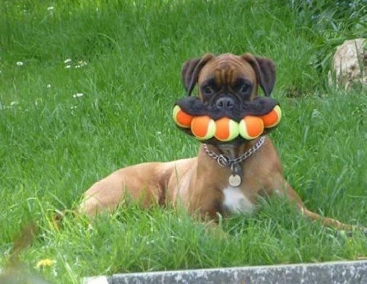 Boxer_heaven99 tweet media
