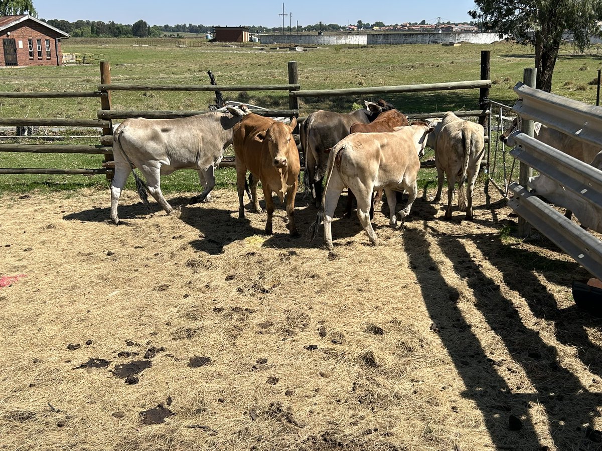 Consistently working towards improving the herd #boran #beefproduction #afracanfarming