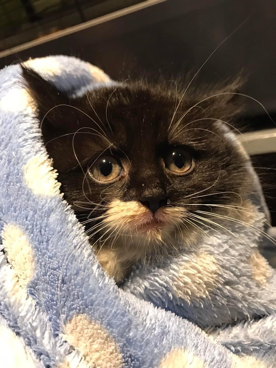 Greenwich Wildlife Network tweet media