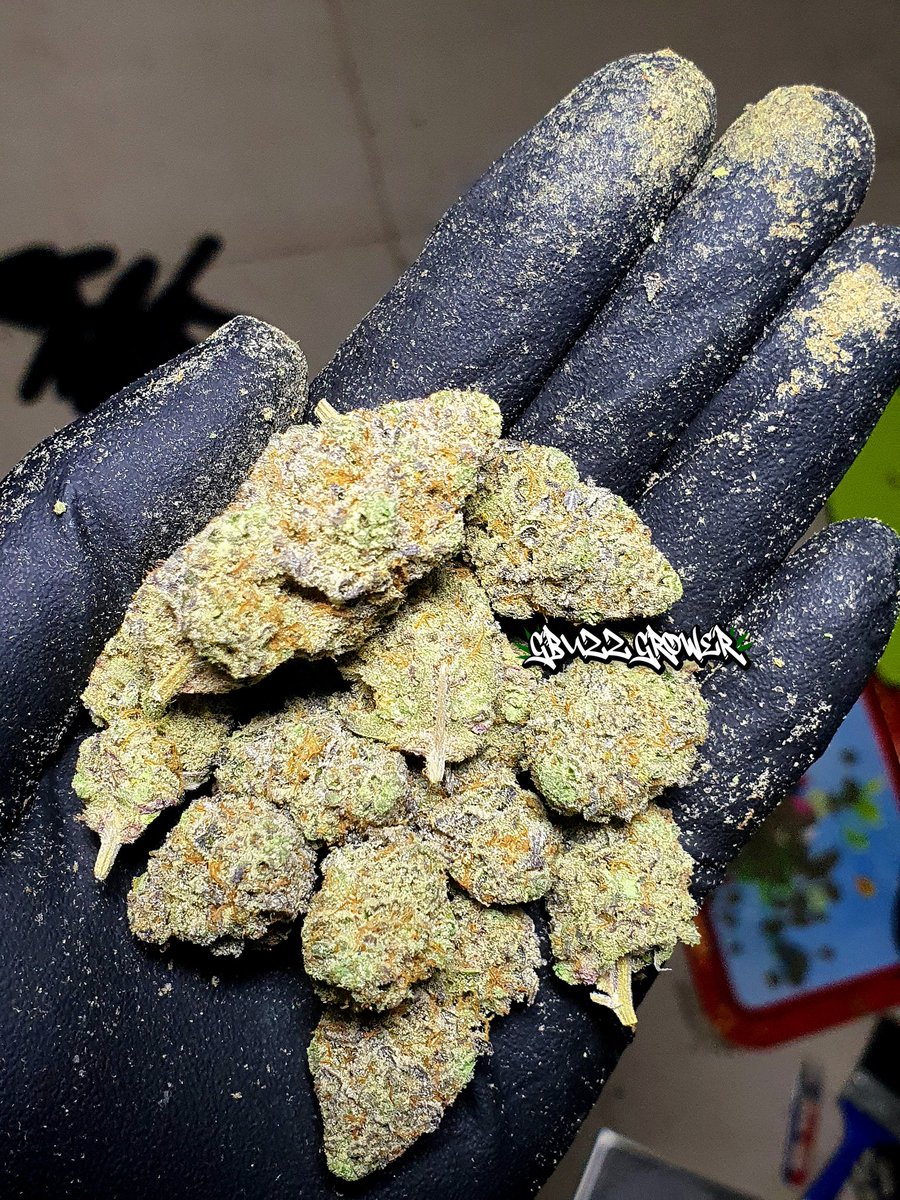 buzzthx999's tweet photo. สายป็อบคอร์นไม่ควรพลาด ‼️🍿

Facebook : GBuzz Grower 
📌 Contact : ดอกไม้ 🥦
👉 Line https://t.co/bxDDc9lOIj 

#กัญชาใกล้ฉัน #กัญชา #ใบทริม  #มีนบุรี #SuperMarioBrosWonder #Bangkokweed #Weedthailand #กัญชา #กัญชากรุงเทพ #กัญช���รัชดา #กัญชาห้วยขวาง #Sukhumvit #กัญชาไฟฟ้า #เสียว #ไฮ https://t.co/K2jiijOUrr