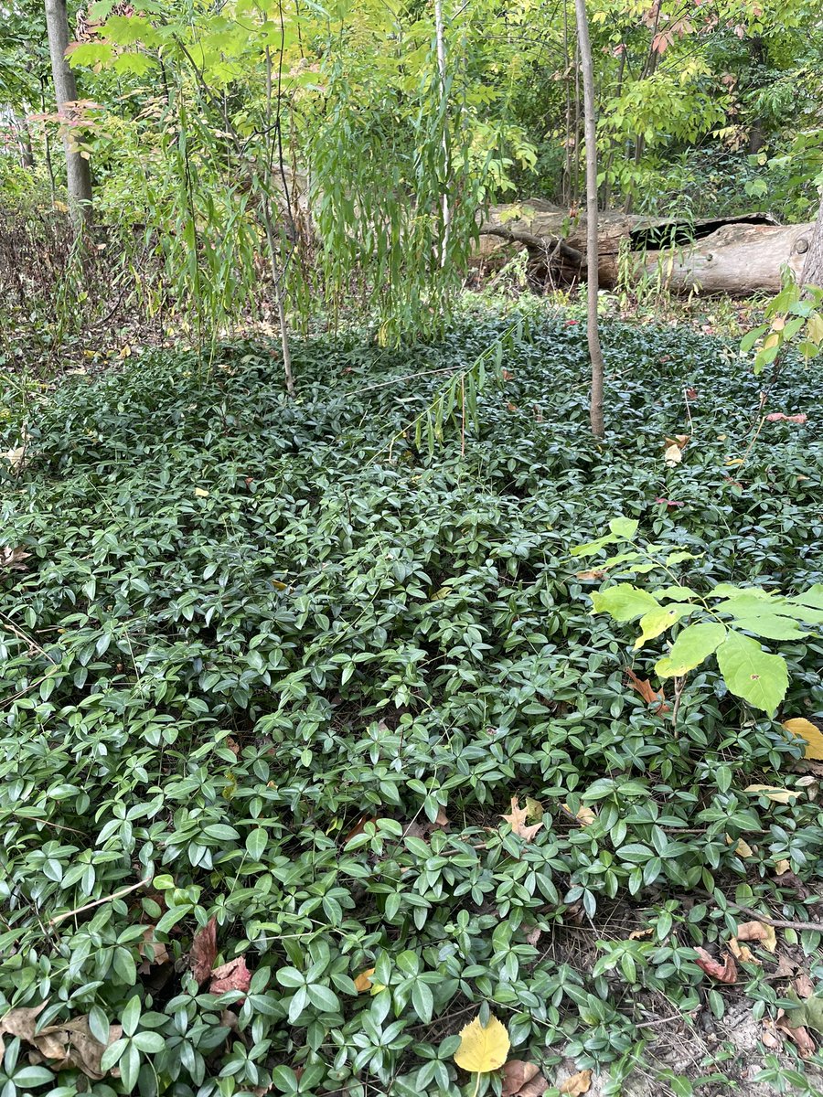 The forest around Adamson Estate has a problem and we can help. Come this morning (Sat. Oct 21) 10am-noon to learn about invasive species and pull out som ground covers that smother the native plants which form the basis of our ecosystem. Meet your neighbours and lend a hand!