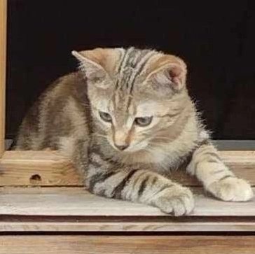 aace_45's tweet photo. A l'adoption, Ubrown jeune minette de 3 mois, un peu chipie elle est très joueuse et rigolote, elle saura se poser pour des moments câlins , visible à Baule 45 .​
contact par mail :  aace.adoption@hotmail.com  Stérilisation obligatoire https://t.co/3iV6eE8eaT