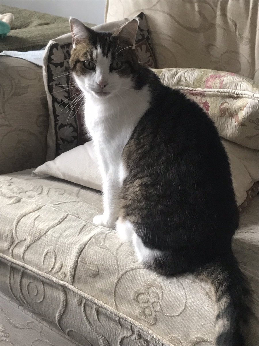 Catswhiskersuk's tweet image. Mrs. Jessie Wyoming declared today &apos;Cuddle and Attention Day,&apos; and I was over the moon to be her loyal servant! 🌙😹💕 #CatCommander #CuddleTime #MrsJessieWyoming