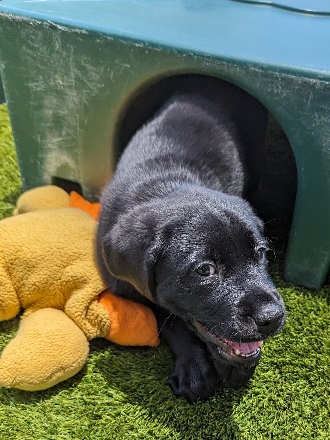 Southeastern Guide Dogs - Bolt's headed for the ice! Join us today