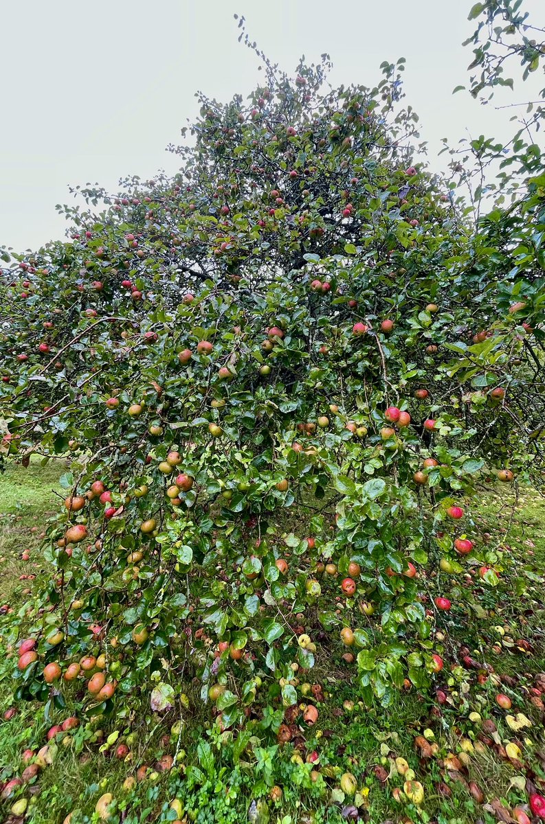 It’s National Apple Day 2023!
So in honour of the little juicy capsules of cidery possibilities we spent 3 hours in the pouring rain handing picking our favourite Bramleys! #damp 

#kentish #realcider #pressing23 #bramleyapples