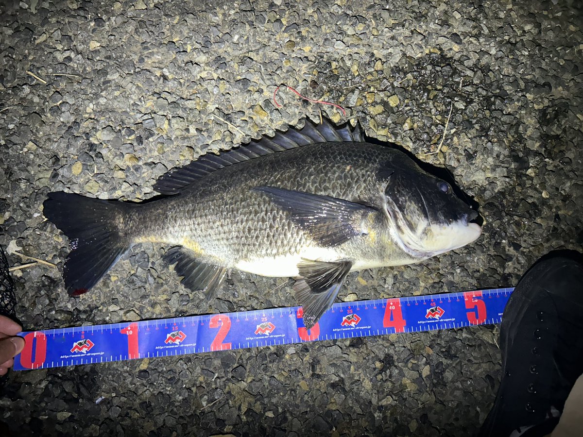 めっちゃ雑ですけど50cm…？釣れましたー