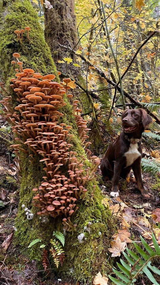 Pic of the day🤩

Fungi growing on an old moss covered tree with amazed dog. 

#Fungi #FantasticFungi #Mushroom #Mycology #Shrooms #Mushrooms #Mycelium #Nature #Gaia #Nature #NaturePhotography #naturelovers #NYC #Brooklyn #Queens #Bronx #StatenIsland #LongIsland #SaturdayMorning