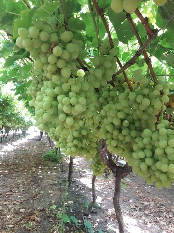 pran2844's tweet image. แรงงานไทยที่ไปทำงานในอิสราเอล​ และไปทำงานด้านการเกษตร ถ้าไปอยู่ครบตามสัญญาหรืออยู่อย่างน้อย​ 2-3 ปี​ ก็ย่อมเกิดทักษะมีความชำนาญในพืชเกษตรที่เขาไปทำ และได้เรียนรู้การทำเกษตรในพื้นที่ที่ค่อนข้างแห้งแล้ง​ แต่ใช้น้ำอย่างมีประสิทธิภาพ

เหมือนกับแรงงานที่กลับมาได้ไปเพิ่มทักษะ​หรือ…