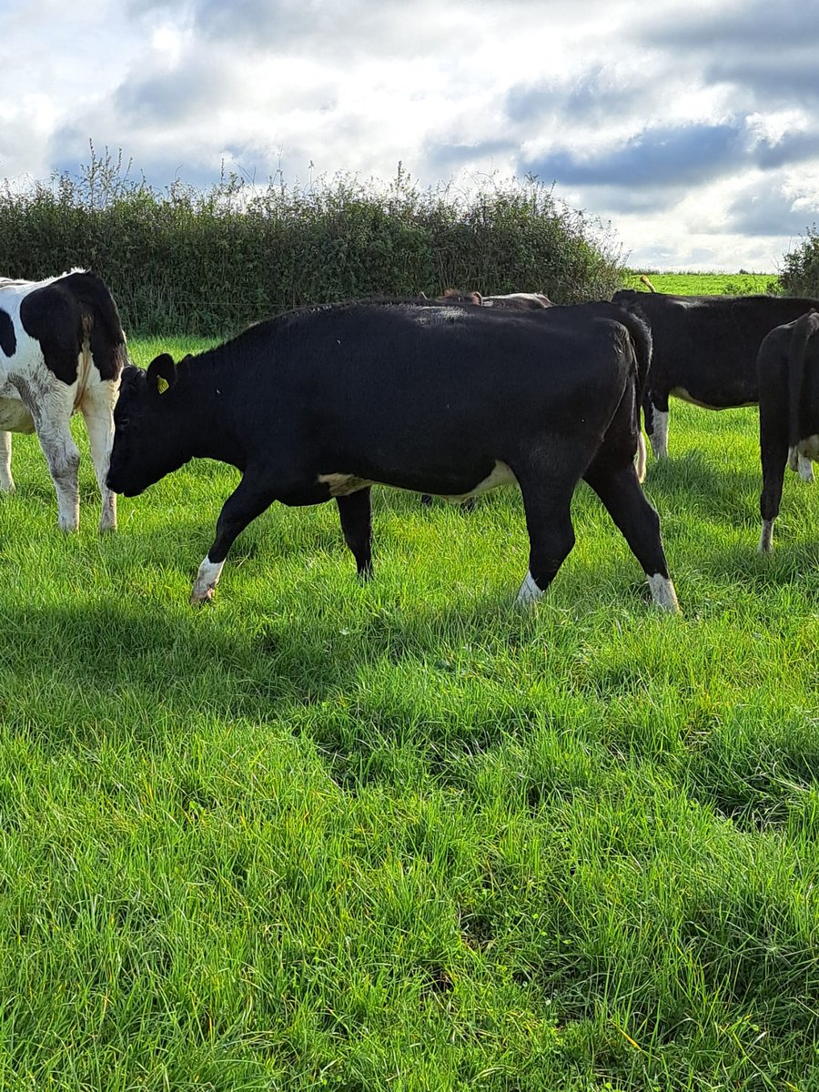 Richard McGrath tweet media