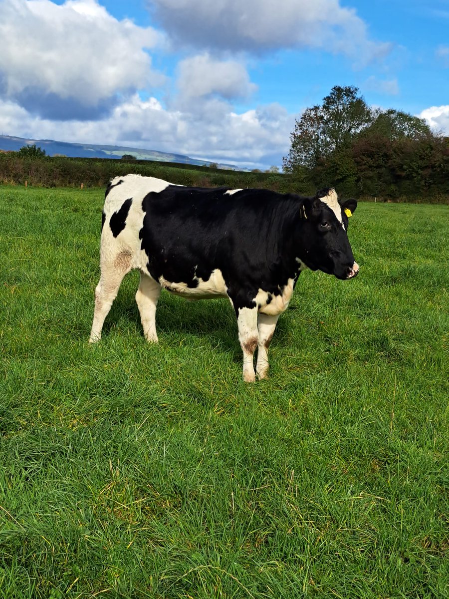 Richard McGrath tweet media