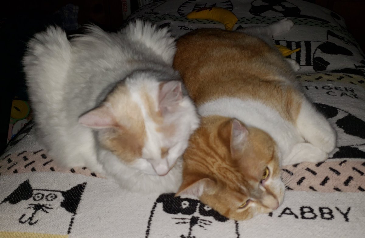Happy  Caturday!

Bobbie the Bobtail Kitty
and 
Sunny the Sweetie Cat
are snuggling!