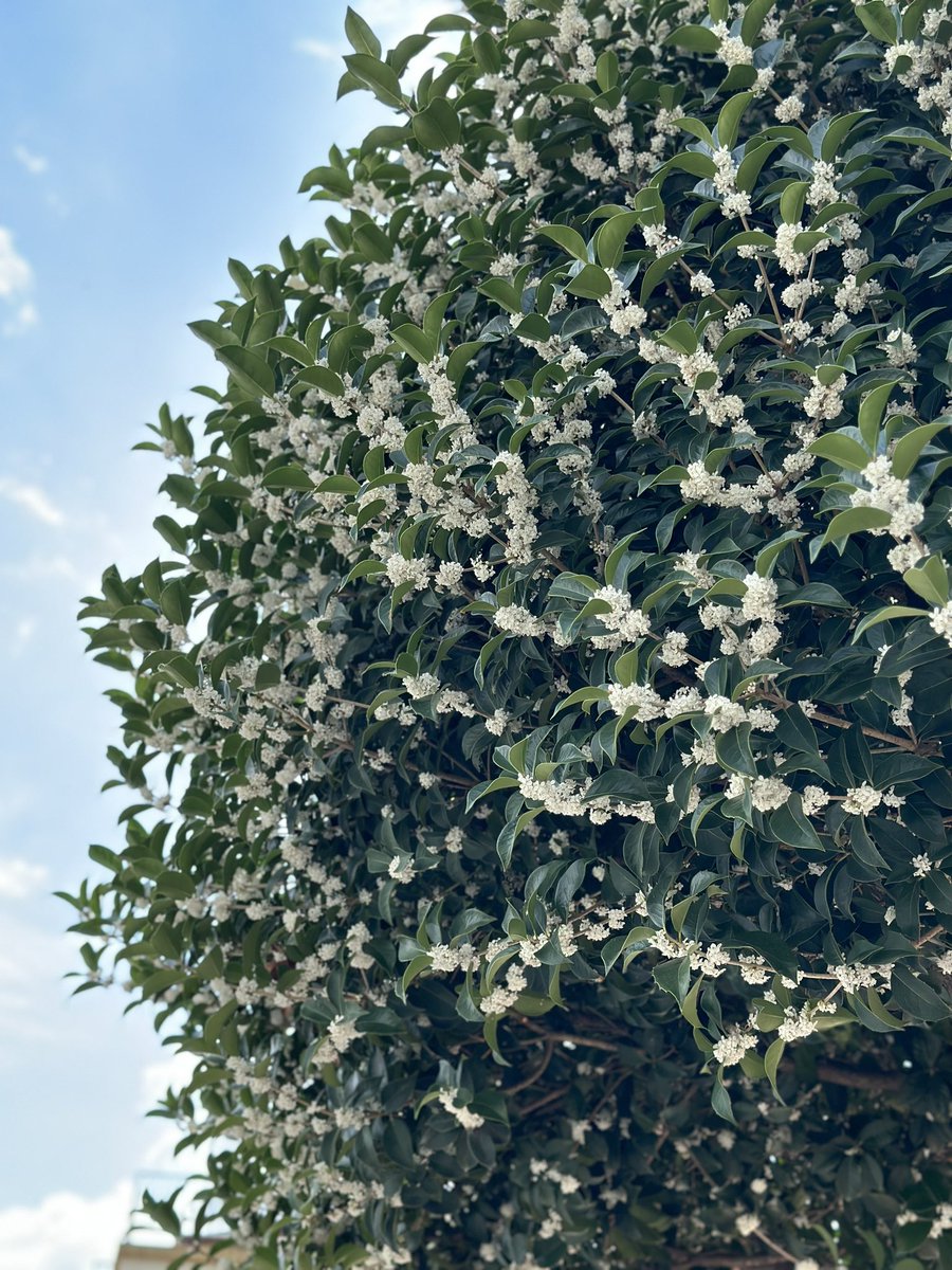 요즘 이게 무슨 향이지? 하고 킁킁거리면 여지없이 보이는 은목서~~