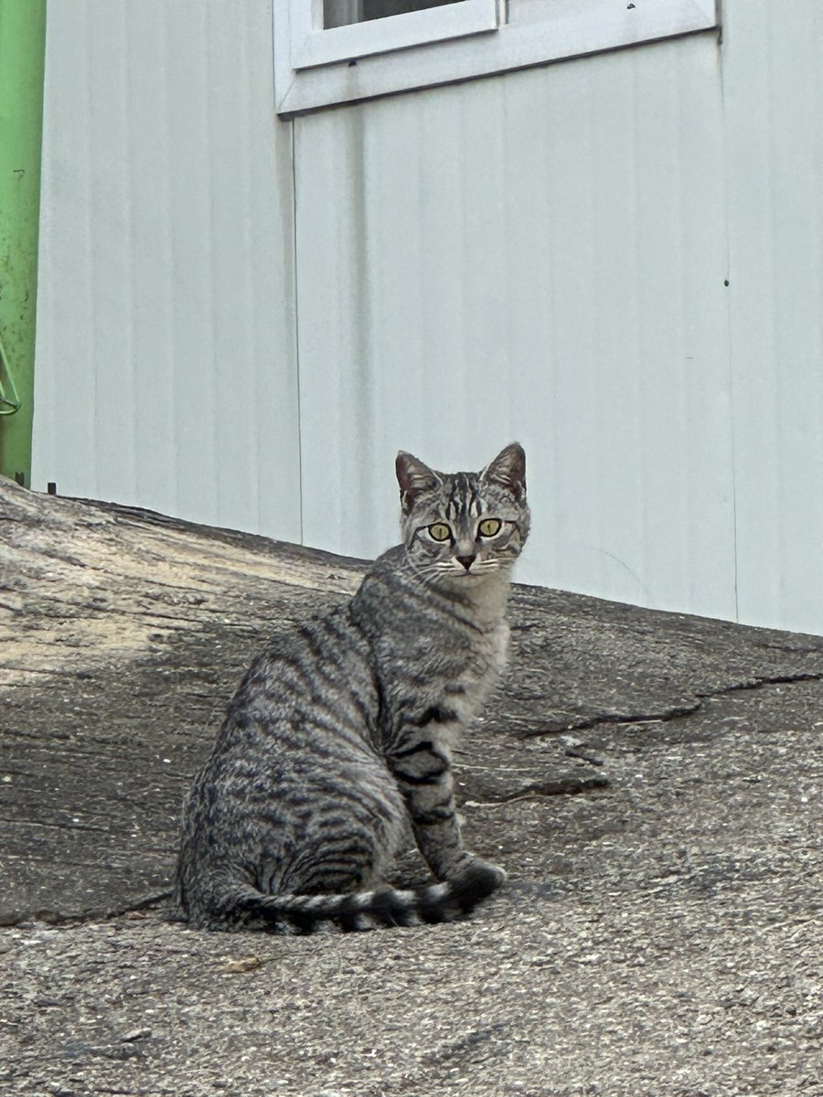 산책길 계속 우리근처에서 앉아 있던 야옹이