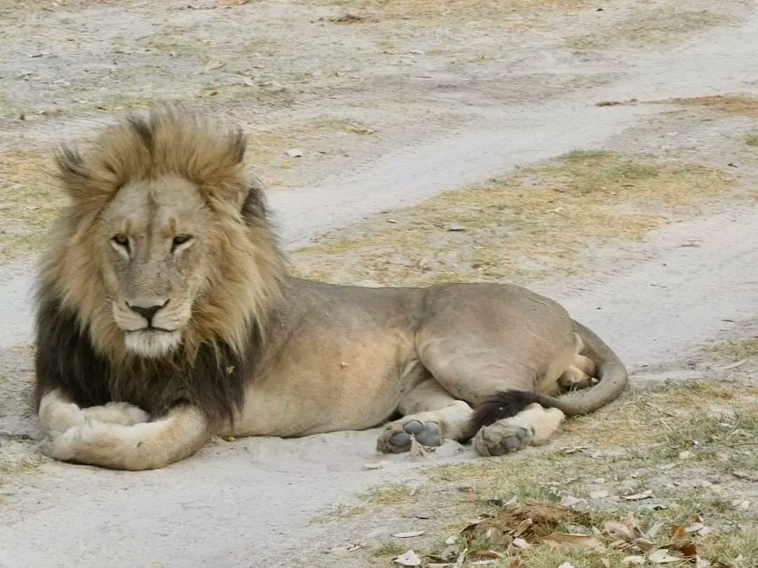 Botswana's Bushwhacked Bachelor: When the King Takes a 'Paws'. 
#love #lion #nature #safari #lelobusafaris

Photos from client Giorgio