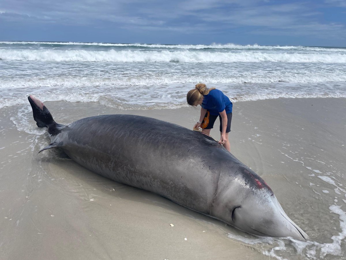 UP Mammal Research Institute (@mri_whale_unit) on Twitter photo Stranding of a Cuvier’s beaked whale today near #hermanus #SouthAfrica , a very interesting species to see up close and sample! #Science #whaleresearch <a href="/UPTuks/">University of Pretoria</a> <a href="/ZooEntUP/">ZooEntUP</a> <a href="/UPnasagric/">UP Faculty of Natural and Agricultural Sciences</a> Stranding of a Cuvier’s beaked whale today near #hermanus #SouthAfrica , a very interesting species to see up close and sample! #Science #whaleresearch <a href="/UPTuks/">University of Pretoria</a> <a href="/ZooEntUP/">ZooEntUP</a> <a href="/UPnasagric/">UP Faculty of Natural and Agricultural Sciences</a>