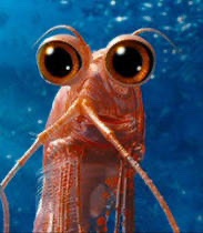 fall_lime's tweet image. As a man I am very aroused by this krill

Would definitely date him, which isn’t saying much

He is one in a krillion

This was a Ted talk