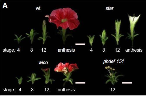 Cell layer-specific expression of the homeotic MADS-box transcription factor PhDEF contributes to modular petal morphogenesis in petunia (Mathilde Chopy, et. al.) buff.ly/46BM1Gi <a href="/MathildeChopy/">Chopy</a> @RDPlab @ENSdeLyon @Marie_Monniaux <a href="/zubieta_chloe/">Chloe Zubieta</a> <a href="/ASPB/">ASPB</a> #PlantSci