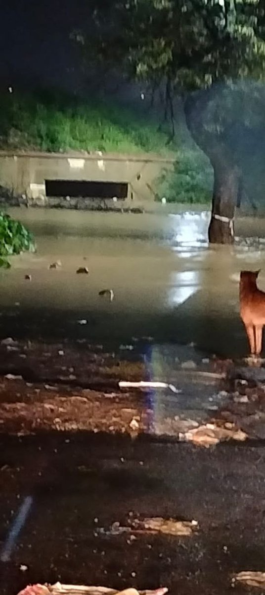 BalagereConnect's tweet photo. #cromaroad completely merged #Balagereroad partially flooded , all sewage water on road near #skandamoksha villas , #Branbengaluru is here after moderate rain , plan your office commute accordingly  tmr, it's going to be tough day. @0RRCA @east_bengaluru @DKShivakumar @BBMPCOMM https://t.co/Zcyax7A6wZ