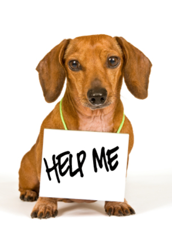 TheViditsharma's tweet photo. Calling all animal lovers! We need your help to spread the word about our animal welfare project. Please retweet our pinned tweet; your support can make a world of difference to the animals in need. Together, we can create a brighter future for them! #RetweetForACause #AnimalWelfare #SpreadTheWord
#Dogs
https://t.co/CkTtllt5z6