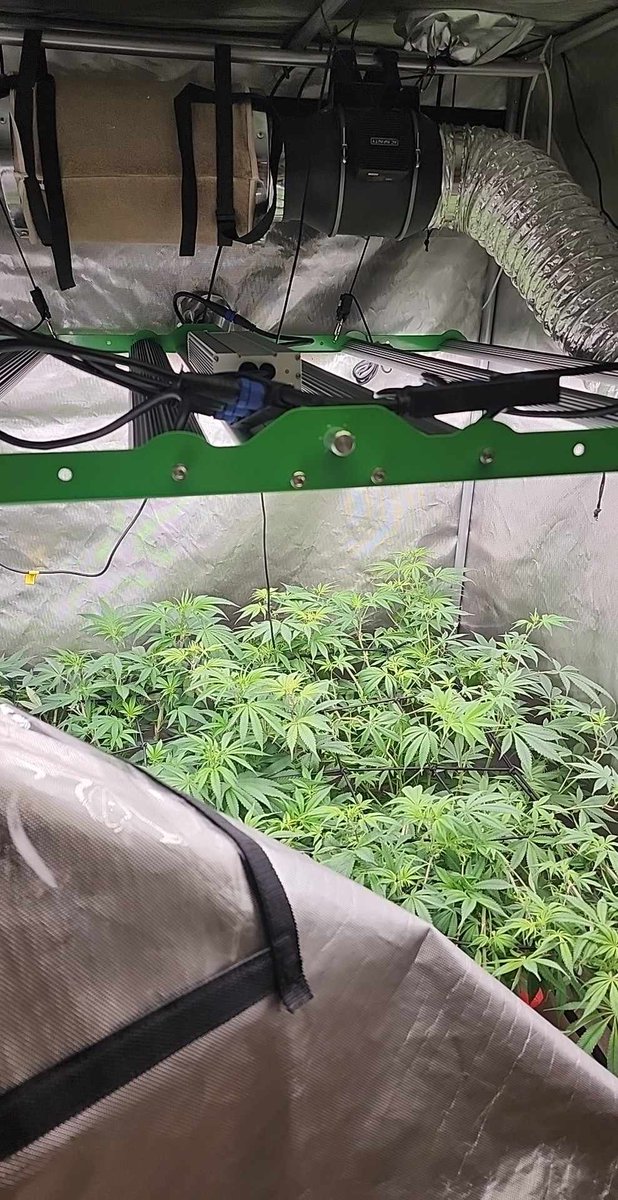 The Right Light for the Right Plant 🌻🔆

Different plants require different light needs. Research your plants' needs to ensure they get the right amount of light for optimal growth. #PlantCare #LEDGrowLights