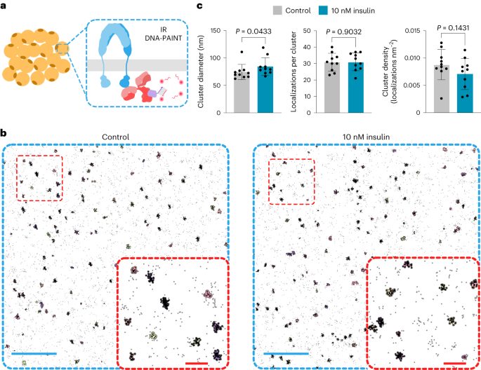 NatureNano's tweet photo. New content online: Multivalent insulin receptor activation using insulin–DNA origami nanostructures https://t.co/g7llNMWkcY https://t.co/nHMWuhnG4l