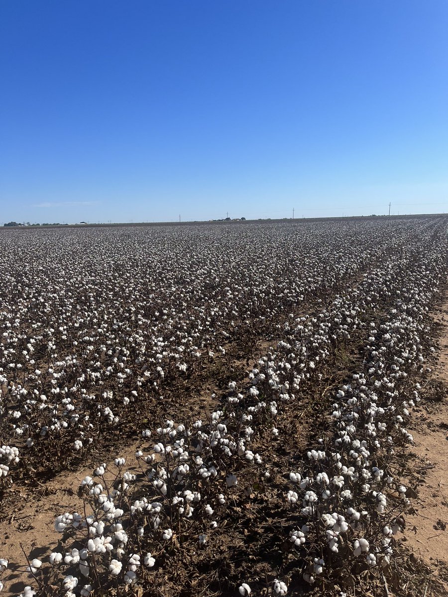 🌵 Jeremy Hawkins 🌵 (@hawkman74) on Twitter photo Cotton defoliation is hitting its stride in West Texas!
32 oz Boll Buster
1 oz Reviton
16 oz MSO LECI-TECH
Sprayed 1 week ago today
Contact your local retailer for more information.
<a href="/NutrienSP/">NutrienAg.SouthPlains</a> <a href="/Dustanlee1/">Dustan Moyers</a> Cotton defoliation is hitting its stride in West Texas!
32 oz Boll Buster
1 oz Reviton
16 oz MSO LECI-TECH
Sprayed 1 week ago today
Contact your local retailer for more information.
<a href="/NutrienSP/">NutrienAg.SouthPlains</a> <a href="/Dustanlee1/">Dustan Moyers</a>