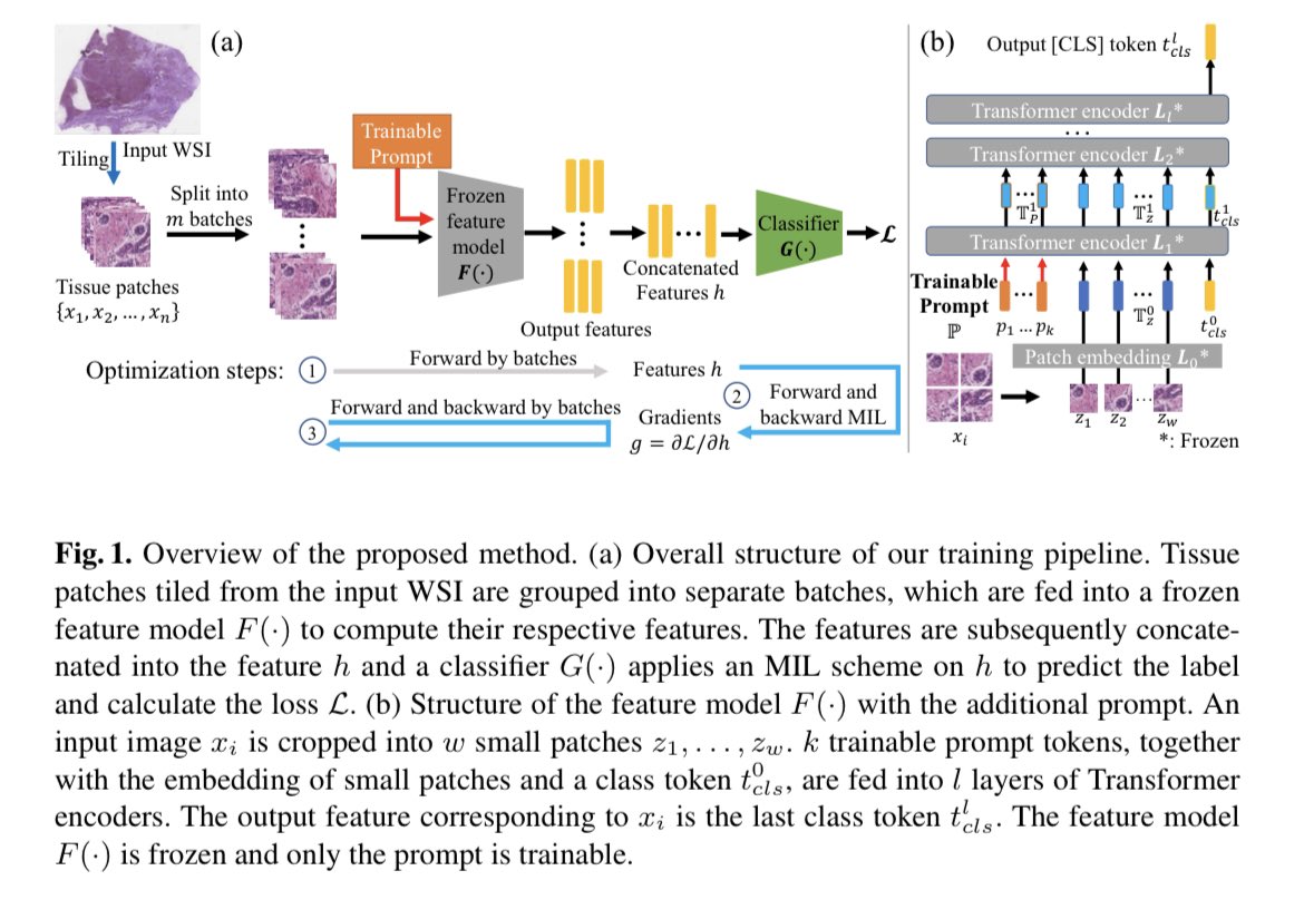 PrateekPrasana's tweet photo. #IMAGINELab at #MICCAI2023. Jingwei will present our work on using task-specific prompt tuning to improve Multiple Instance Learning paradigms in #DigitalPathology @sbubmi @sbucompsc
Paper: https://t.co/wq6nfX8TUW
3pm - Machine Learning I session https://t.co/iHAt8xeU4a