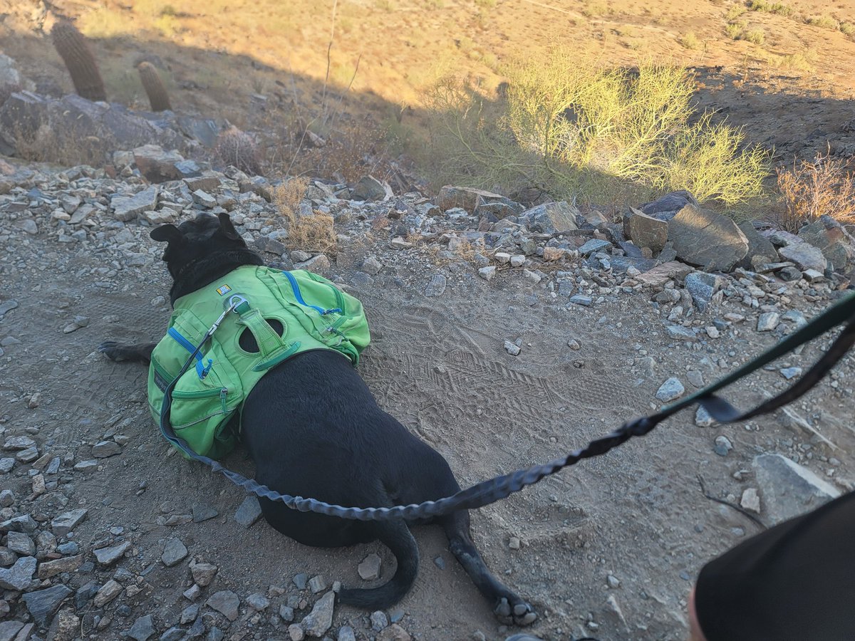 ShadowThePibble's tweet image. 🌞 is my enemy