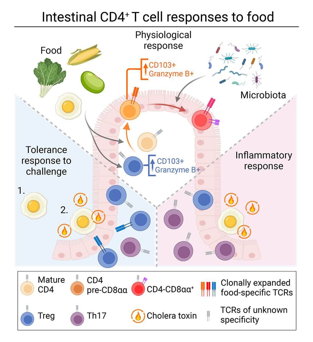 Dietary protein shapes the profile and repertoire of intestinal CD4+ T cells. From Lockhart, <a href="/danmucida/">DM</a> and colleagues: bit.ly/458bZS3

In Microbiota, Diet, Metabolites &amp; the Immune System: bit.ly/46cbp5U
#KSMicroImmune24 #KSMetabolites24