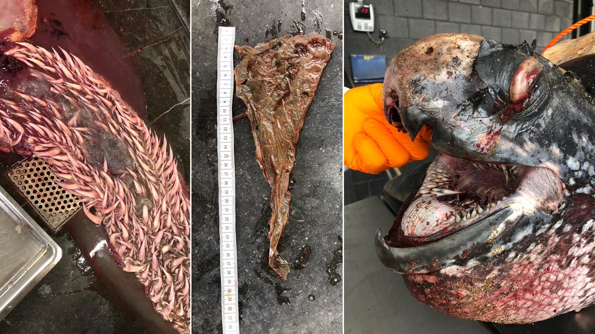 On 7 Oct, a dead Leatherback Turtle was found beached in Knokke. Very rare in 🇧🇪! The autopsy revealed that the 1,73 m &amp; 247 kg ♀️ died from an unknown traumatic event. She was in healthy state when she died. More info @ shorturl.at/kBPR2. <a href="/ugent/">UGent</a>  <a href="/ULiegeRecherche/">ULiège Research & Innovation</a>