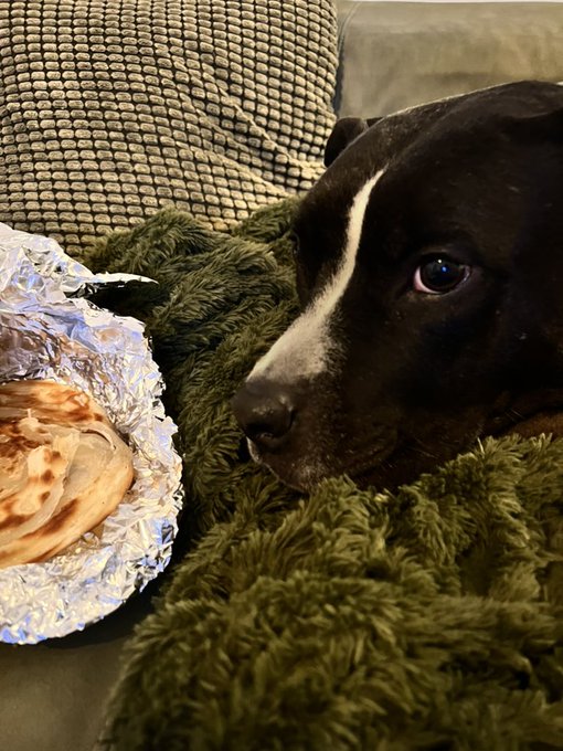 when you&rsquo;re definitely not begging https://t.co/r8eJ3KnLIZ