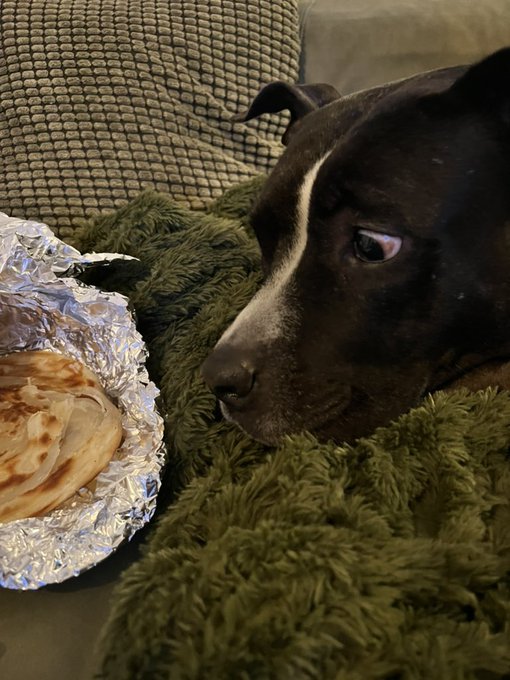 when you&rsquo;re definitely not begging https://t.co/r8eJ3KnLIZ