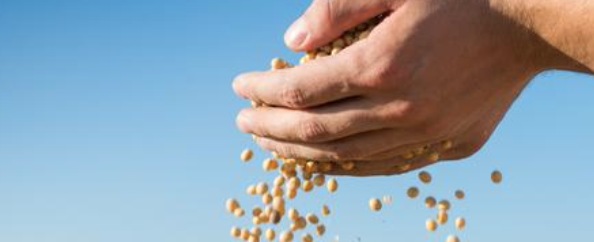 Who’s Holding Global Soybean Stocks?southernagtoday.org/2023/10/09/who…