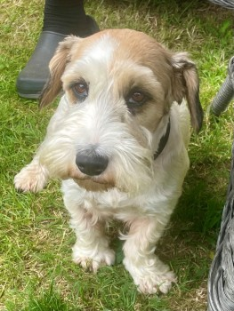 millypod1's tweet photo. 🆘7 OCT 2023 #Lost BETSY &amp; MINNIE #ScanMe
2 Sealyham Terriers BOTH Female 
Cheriton Wood, between #Bramdean 
#BishopsSutton #Hampshire #SO24 https://t.co/qrlmq92W2E
https://t.co/WNMiHWvu8p https://t.co/1HqB4BM14c