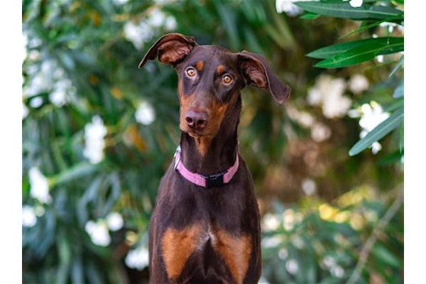 DPSRescue's tweet photo. Meet Darcy ππΆa playful 5-month old Doberman. Initially shy, she blossomed in foster care, embracing home life and yard adventures. She's outgoing, loves playtime, and seeks a caring home. Darcy is already potty and crate trained!! #AdoptDarcy #DPSRescue
https://t.co/qRjLIBQZiK https://t.co/M2RjmtgvOL