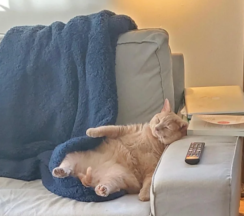 DontShowYourCat's tweet photo. confidently unemployed