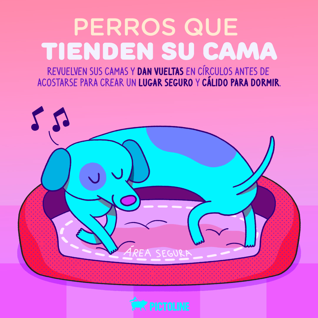 pictoline's tweet photo. Exploramos el mundo detrás del comportamiento de nuestras mascotas 😮🐶😻😍💞 https://t.co/MCJ9JoI0OA
