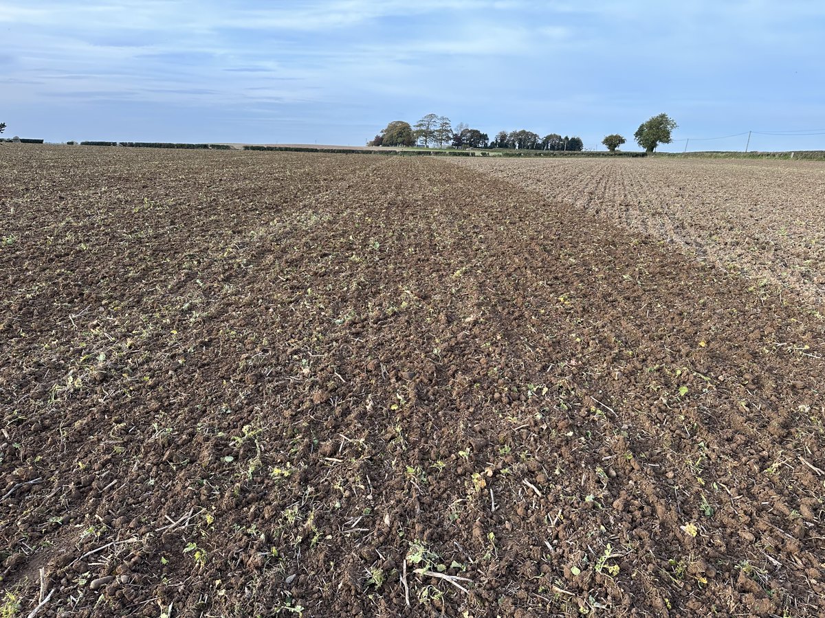 Luke Thornton tweet media