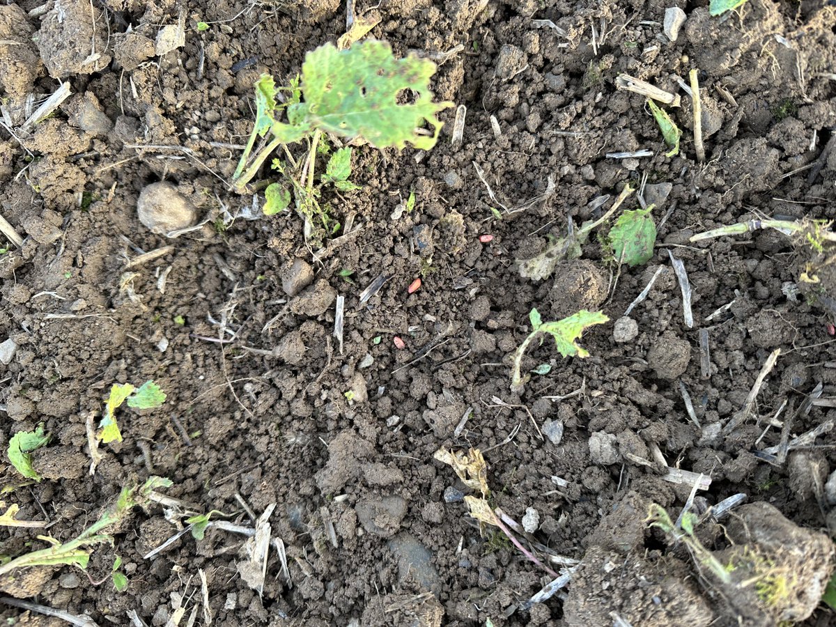 Luke Thornton tweet media