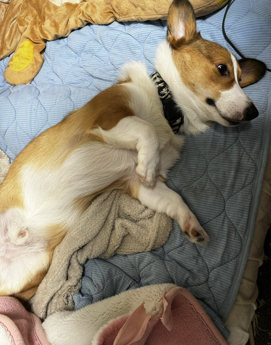 自分のベットの様に寝る息子（笑）
大人しくしてるから良い（笑）

#コーギー #Corgi  #コーギーのいる暮らし #子犬 #お友達募集中 #LGBTQ